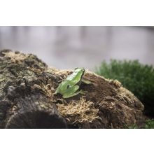 Terrárium fűtőszőnyeg - S 30*55 cm