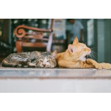 Házikedvenc infra fűtőszőnyeg - M 55*55 cm