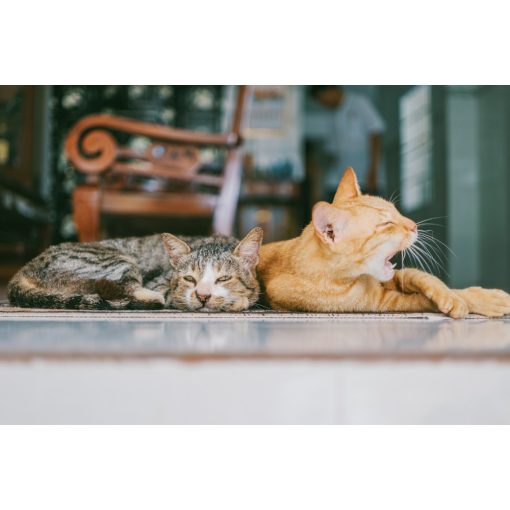 Házikedvenc infra fűtőszőnyeg - M 55*55 cm