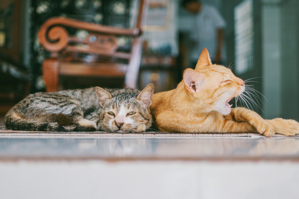 Beltéri infra fűtőszőnyeg kutyáknak, macskáknak - M 55*55 cm